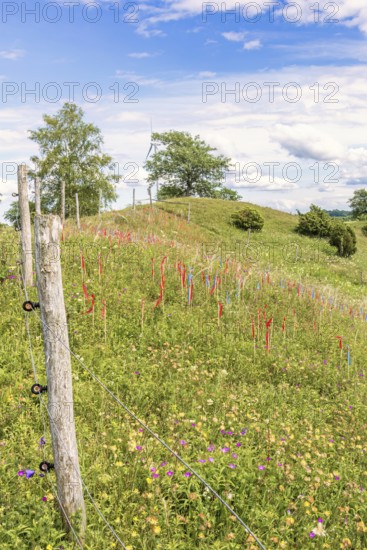 Feather grass (Stipa pennata) in a fenced nature reserve marked with flags by botanists for