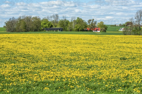 Field covered with flowering dandelion (Taraxacum officinale) at Borrby, Simrishamn municipality,