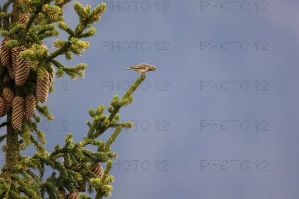 Tree pipit (Anthus trivialis) sitting on the branch of a spruce tree, Aletsch Forest, Valais,