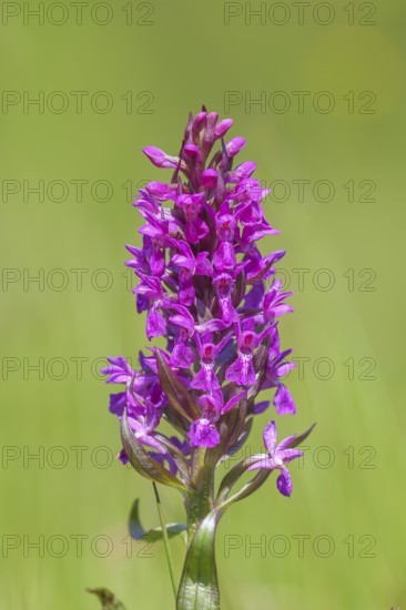 Western marsh orchid (Dactylorhiza majalis), also called broad-leaved orchid, wet meadow, orchid,