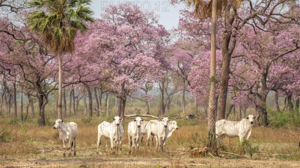 Zebus (Bos indicus) in a forest of pink flowering trees, South Pantanal, Corumbá, Albuquerque, Mato