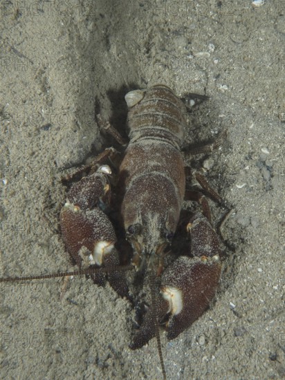 A crayfish with strong claws, signal crayfish (Pacifastacus leniusculus), American crayfish,