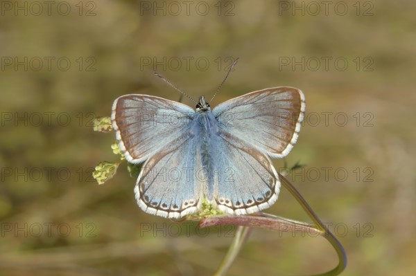 Silver-green blue (Lysandra coridon) Other animals, Insects, Butterflies, Animals, Bad Neustadt an