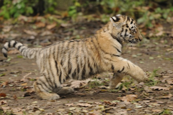 A tiger cub runs across the ground covered with autumn leaves, Siberian tiger (Panthera tigris