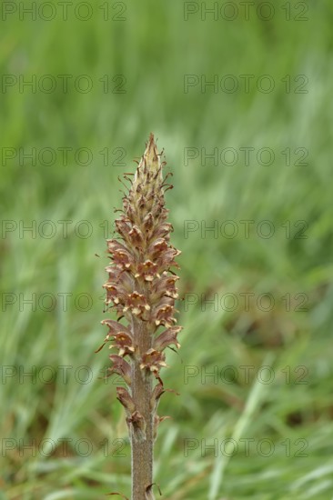 Gorse (Orobanche rapum-genistae), a subspecies of the genista family (Orobanchaceae) is endangered