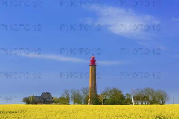 Flügge, Fluegge lighthouse in flowering rape field on Fehmarn island in the Baltic Sea in spring,