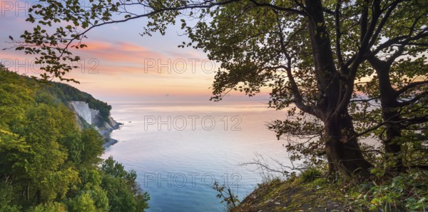 View from the high shore of the chalk cliffs on the Baltic Sea in front of sunrise, beech trees on