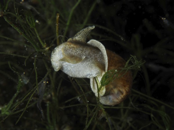 River cover snail, Viviparus viviparus (Viviparus viviparus) with visible light-coloured body
