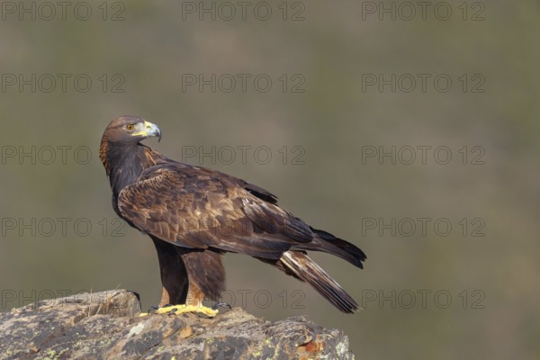 Golden eagle, (Aquila chrysaetos), bird of prey, goshawk family, perched on cliffs, biotope,