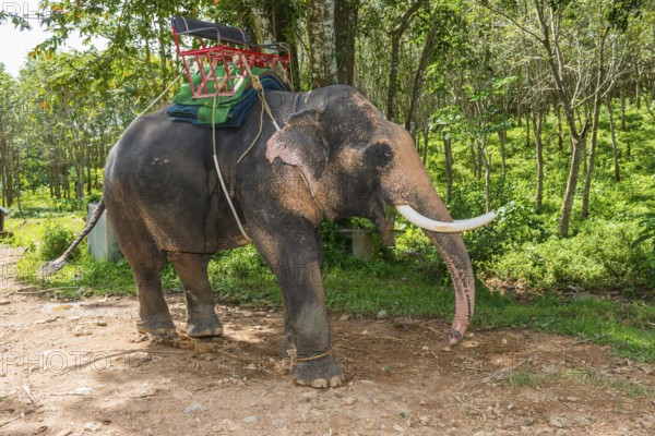 Asian elephant (Elephas maximus), Thai, Thai, Asian, trunk, animal, mammal, animal park, ivory,