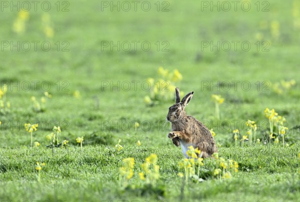 European hare (Lepus europaeus) sitting in a meadow among yellow flowers, Lower Rhine, North