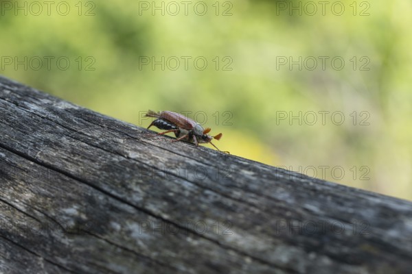 Close-up of cockchafer - fascinating details of a spring messenger
