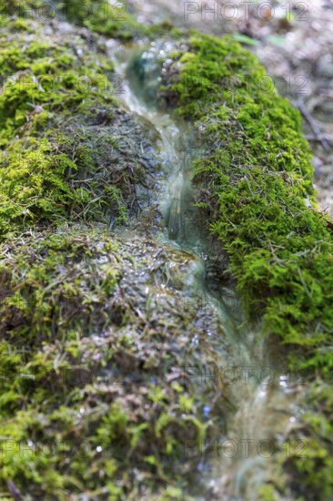 Natural phenomenon in the forest, stone channel of Roschlaub, Scheßlitz, Upper Franconia, Bavaria,