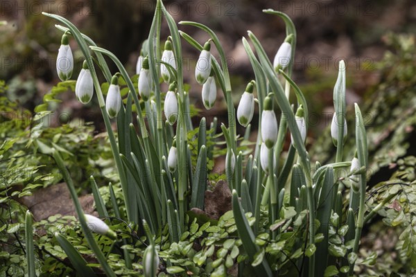 Snowdrop (Galanthus nivalis) and maidenhair fern (Adiantum venustum), Emsland, Lower Saxony,