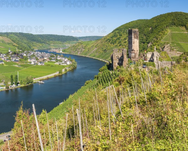 View over the vineyard to the river Moselle, Metternich castle ruins in the Moselle valley,