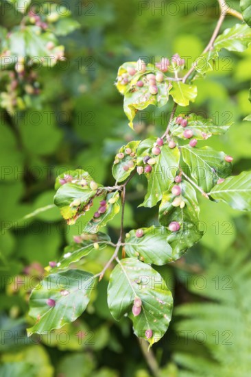 Leaves of beech (Fagus), infested by the beech gall midge (Mikiola fagi), a species of gall midge