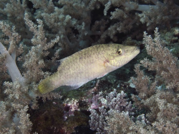 A female cheek stripe damselfish (Oxycheilinus digramma) swimming in coral reefs, dive site Twin