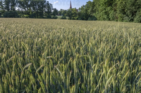 Winter barley (Hordeum vulgare) in a field, behind the Beerbach church, St.-Egidien, Franconia,