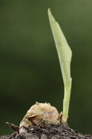 Turmeric or turmeric (Curcuma longa), rhizome and leaf shoot, spice and medicinal plant, North