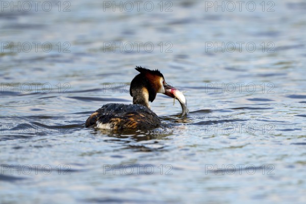 Great Crested Grebe (Podiceps scalloped ribbonfish), with preyed fish, Vulkaneifel,