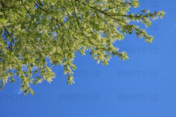 Grape church in bloom, against a blue background in spring, Freiensteinau, Vogelsberg, Hesse,