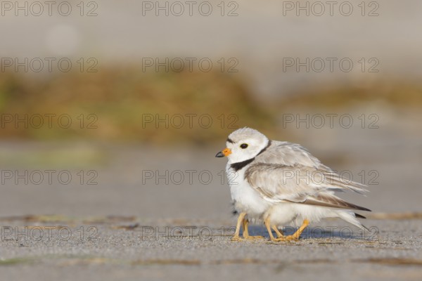 Piping Plover (Charadrius melodus) sheltering chicks under feathers, Massachusetts, USA