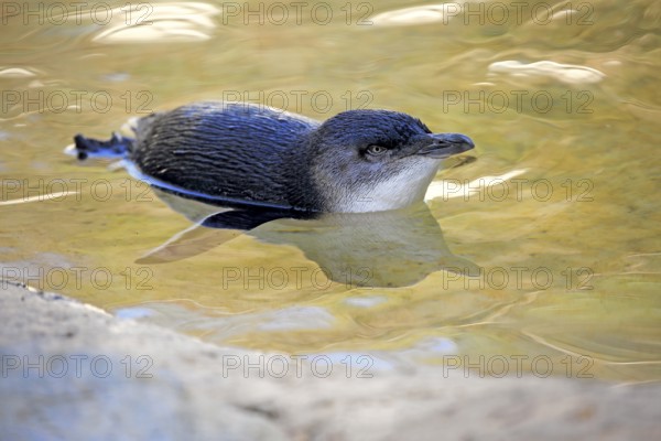 Little penguin (Eudyptula minor), adult, swimming, in the water, Kangaroo Island, South Australia,