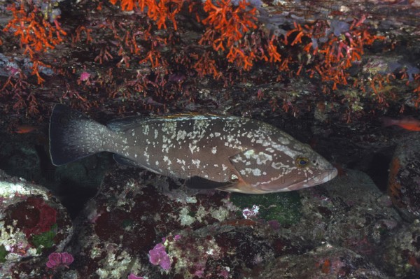 Mottled grouper (Epinephelus marginatus) (Mycteroperca marginatus) resting under bright orange-red