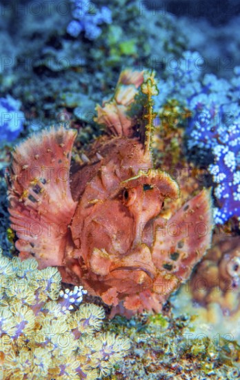 Close-up portrait of predator lurking Paddleflap Rhinopias (Rhinopias eschmeyeri) Mauritius