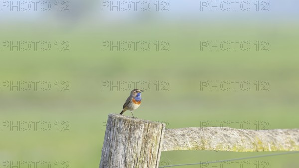 Bluethroat (Luscinia svecica cyanecula), male, on a pasture fence post, wildlife, Lembruch, Ochsen