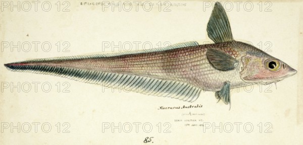 Coelorinchus sp, a genus of rattail fish, fish, reproduction of an original, by Frank Edward Clarke