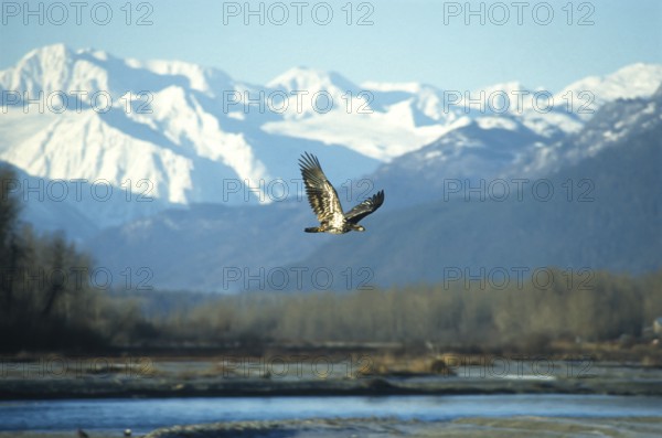 Bald eagle (Haliaeetus leucocephalus), young bird hunting for salmon in the Chilkat Valley near