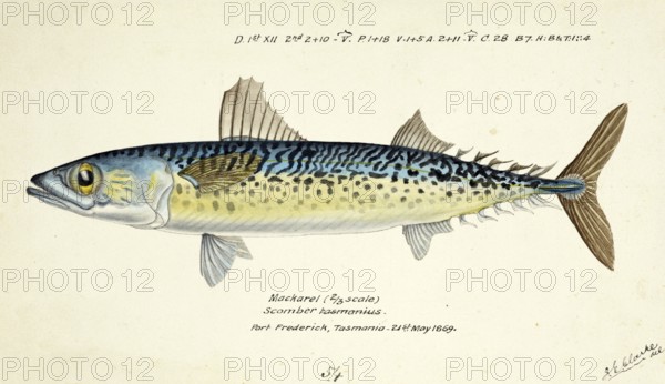 Blue mackerel, also Chub mackerel, Pacific mackerel, slimy mackerel or spotted mackerel, Scomber