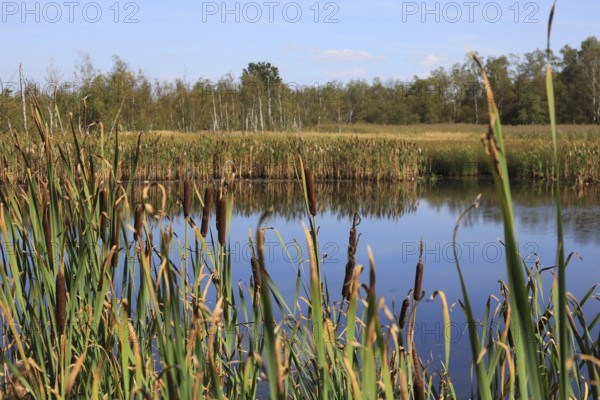 Landscape in the Soos, moor, national nature reserve in the Eger basin near Franzensbad, Karlovy