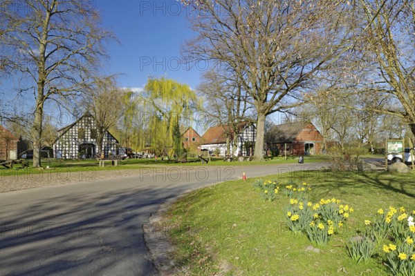 Rural road with spring flowers and half-timbered houses under a blue sky, Rundlingsdorf, Wendland,