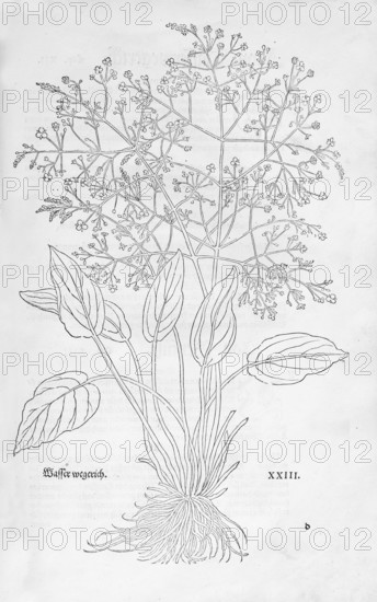 Common water-plantain (Alisma plantago-aquatica), woodcut by Leonhart Fuchs, from New Kreüterbuch,