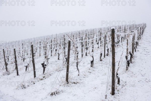 Vineyard with snow-covered vines and cold atmosphere, Remstal, Rems-Murr-Kreis, Baden-Württemberg,