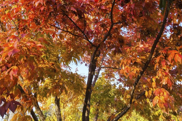 Acer triflorum - Threeflower Maple tree branches with leaves changed to brilliant orange in autumn,