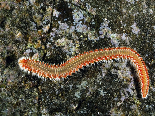 An elongated fireworm (Hermodice carunculata) on a rocky seabed. The colourful bristles stand out.