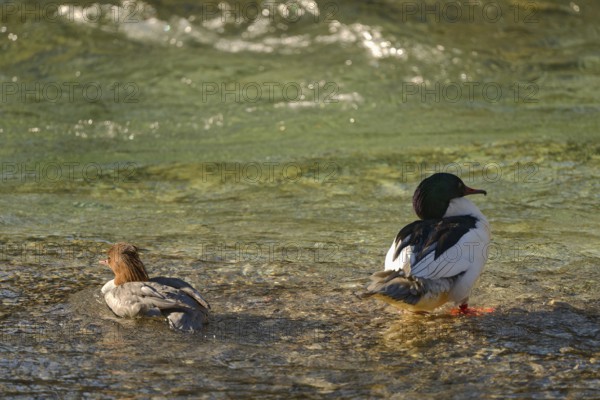 Goosander (Mergus merganser), male and female, in the Kieferbach, Kiefersfelden, Upper Bavaria,