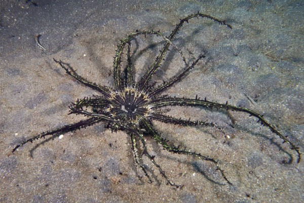 Haeckel's sand anemone (Actinostephanus haeckeli), sea anemone, with long, thin arms lies on the