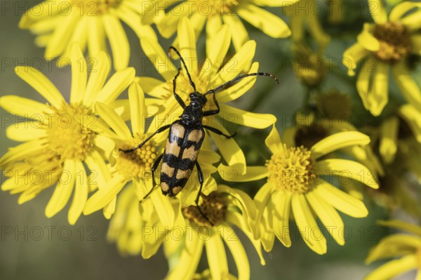Leptura annularis (Leptura annularis) on ragwort (Jacobaea vulgaris), Emsland, Lower Saxony,