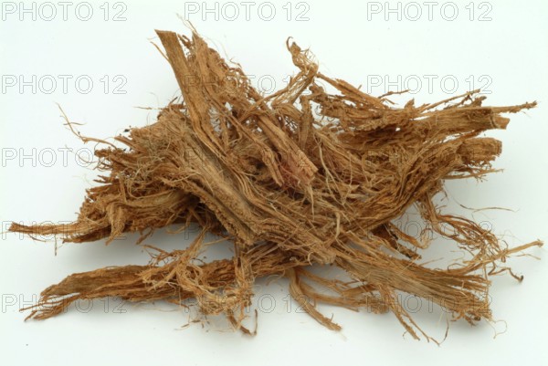 Incha, queen sago, is a species of palm fern, sago palm fern, Cycas cireinnalis, medicinal plant,