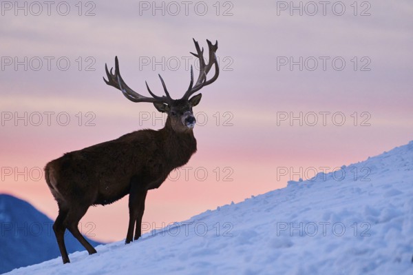 Red deer (Cervus elaphus) stag on a snowy meadow in the mountains in tirol at sunset, Kitzbühel,