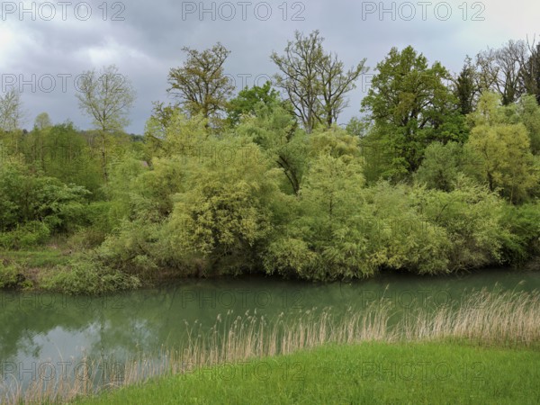 Small stream leads through forest, Siebeneichen nature reserve, Merenschwand, Freiamt, Canton