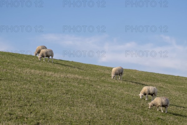 Sheep grazing on a dyke under a clear blue sky, Föhr, Nordfriesland, Schleswig-Holstein, Germany