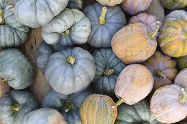 Mix of blue 'Jarrahdale' Pumpkins and pastel colored 'Cucurbita Moschata Autumn Frost F1' squashes