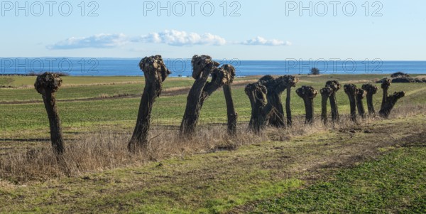 Row of pruned willow trees (Salix) at Skillinge, Simrishamn municipality, Skåne county, Sweden,