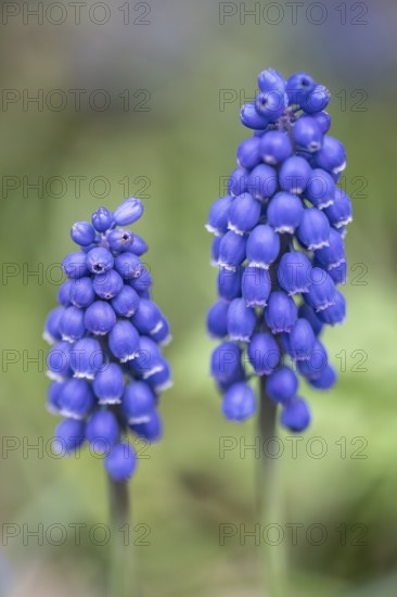 Pearl hyacinth (Muscari botryoides), Emsland, Lower Saxony, Germany