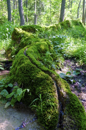Steinerne Rinne, Rohrbach, near Weißenburg, Franconian Lake District, Middle Franconia, Franconia,
